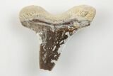 Bargain, Cretaceous Ginsu Shark (Cretoxyrhina) Tooth - Kansas #203320-1